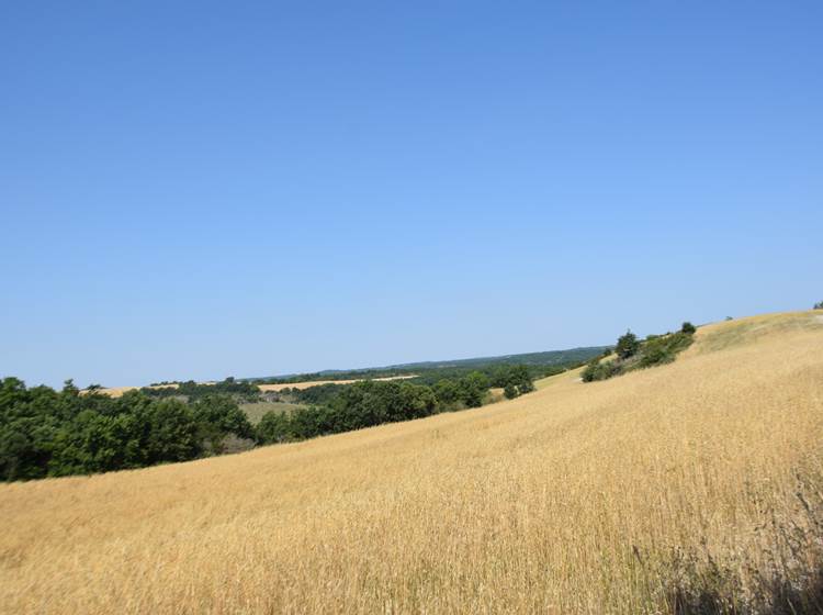 Les causses du Quercy en été