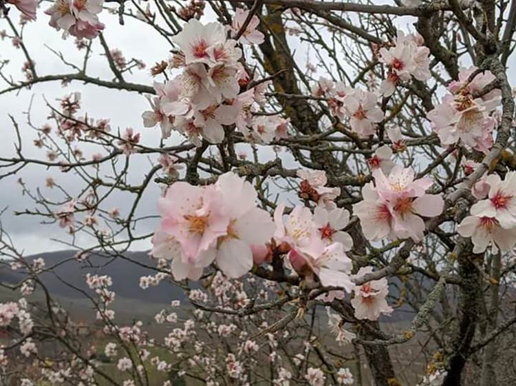 Amandiers en fleur à MITTELWIHR (début mars)