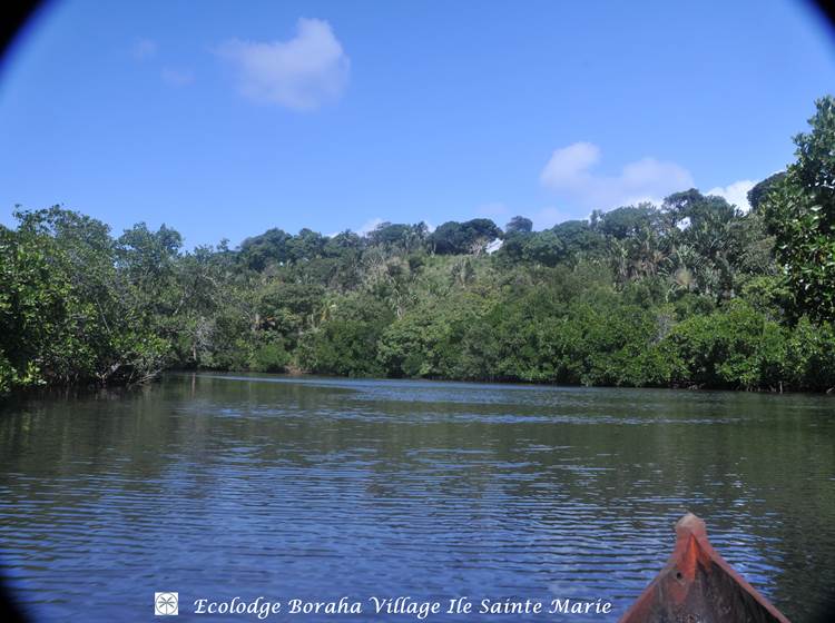 Mangrove Boraha Village Ile Ste Marie Madagascar 05