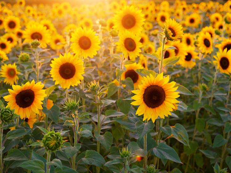 Maison Manechal sunflowers