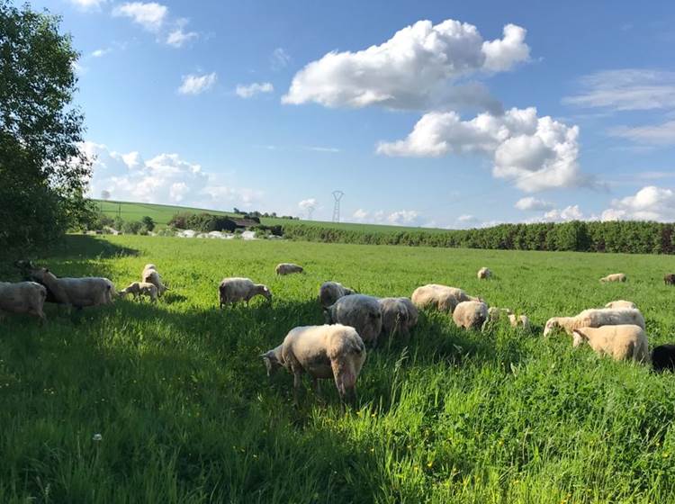 Les brebis laitières de la ferme Poisson