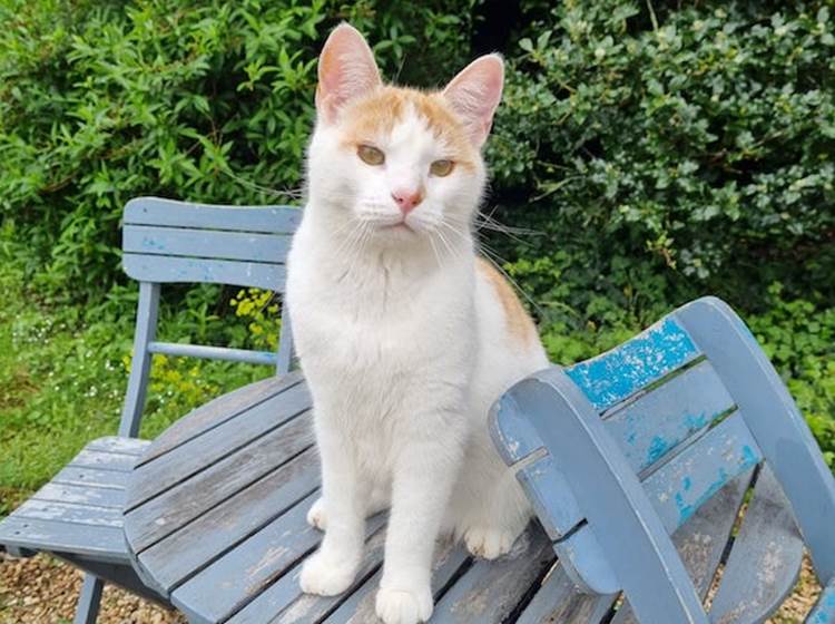 le regard bieveillat du chat Rio