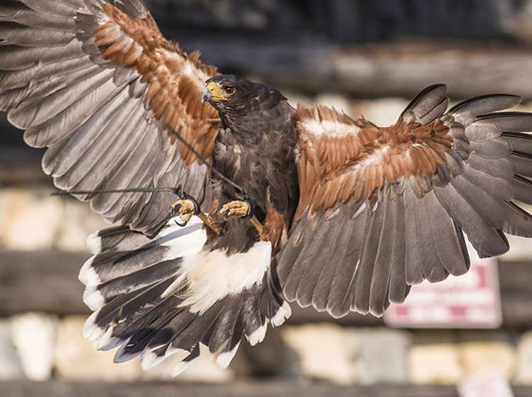 La Buse de Harris - Parc animalier de Serre-Ponçon