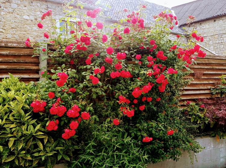 La terrasse est fleurie pour votre plaisir !