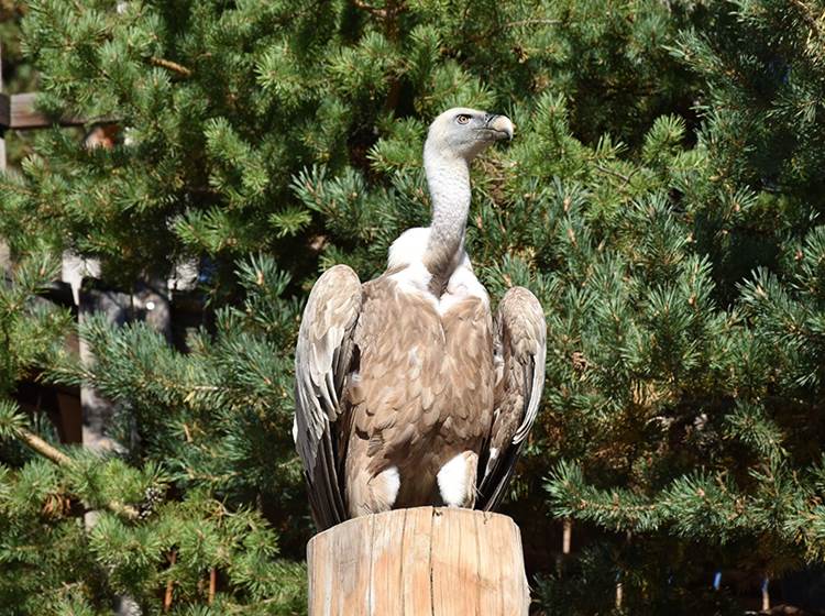 Le Vautour Fauve - Parc animalier de Serre-Ponçon