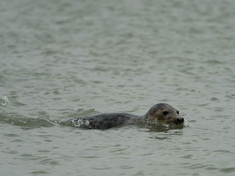 Les phoques en Baie de Somme