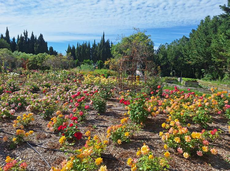 Jardin d'Alcinoos