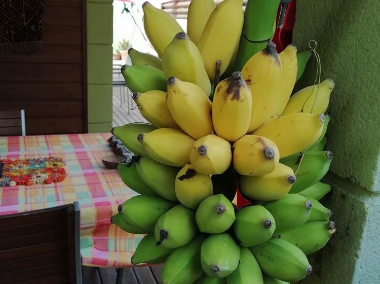 Les bananes du jardin
