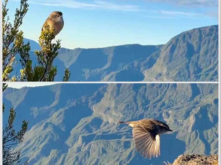 Oiseaux  au sommet de la Roche Ecrite