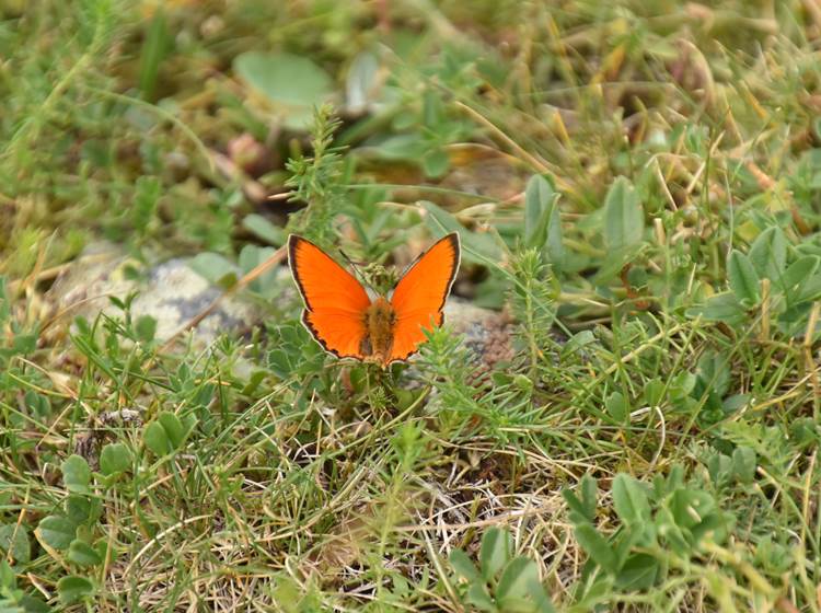 papillon-  annick gautier