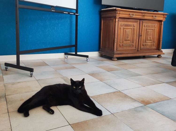 Salle louée avec ou sans chat !