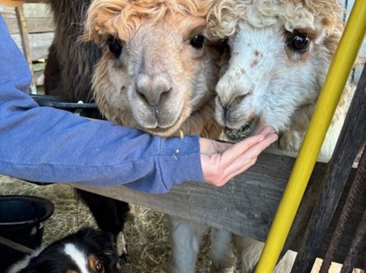 Médiation animale : Apaisement, mieux-être, estime de soi