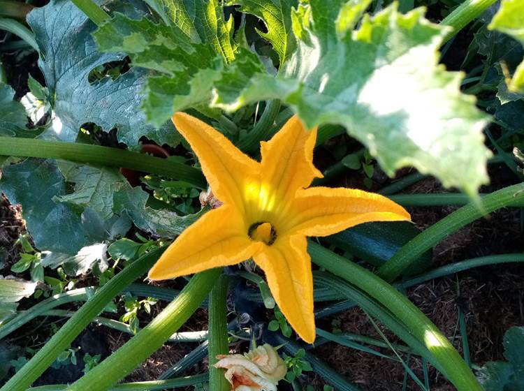 Fleur du potager : courgette