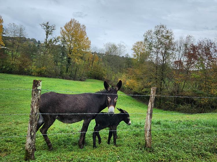 La Maison du Sabotier - Gite Corrèze