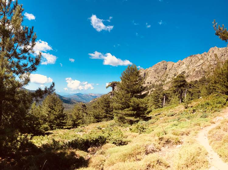 Vers la forêt d'Aitone