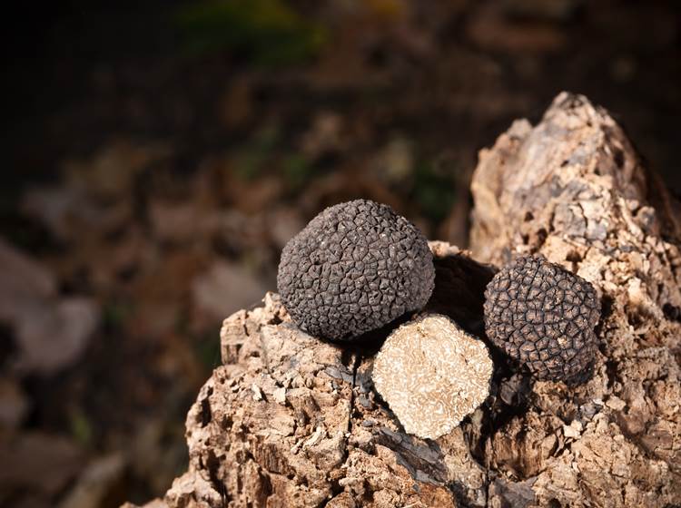 Fête de la Truffe Sarlat-news