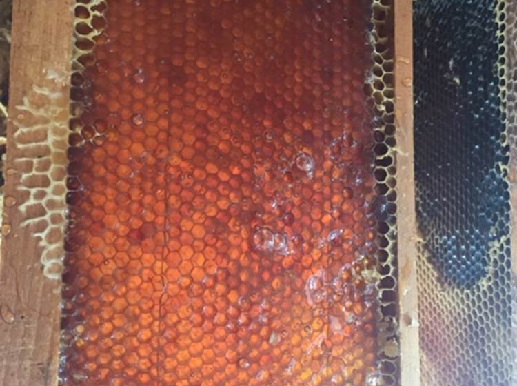 Cadre de hausse rempli de miel avant extraction
