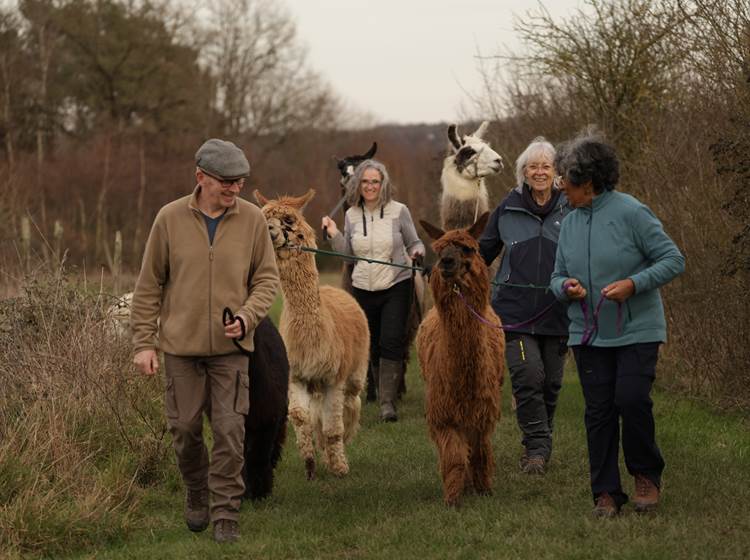 Balade avec les camélidés