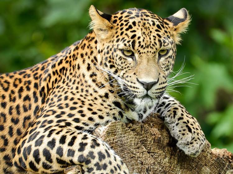 Zoo de Maubeuge