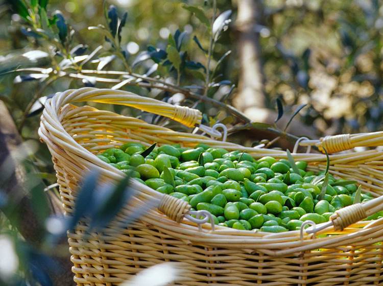 oulibo-cooperative-huile-olive-verte-noire-lucques-sud-france-oleiculteur_visite-degustation-tourisme-recettes_Cabezac_-BIZE_MINERVOIS-2