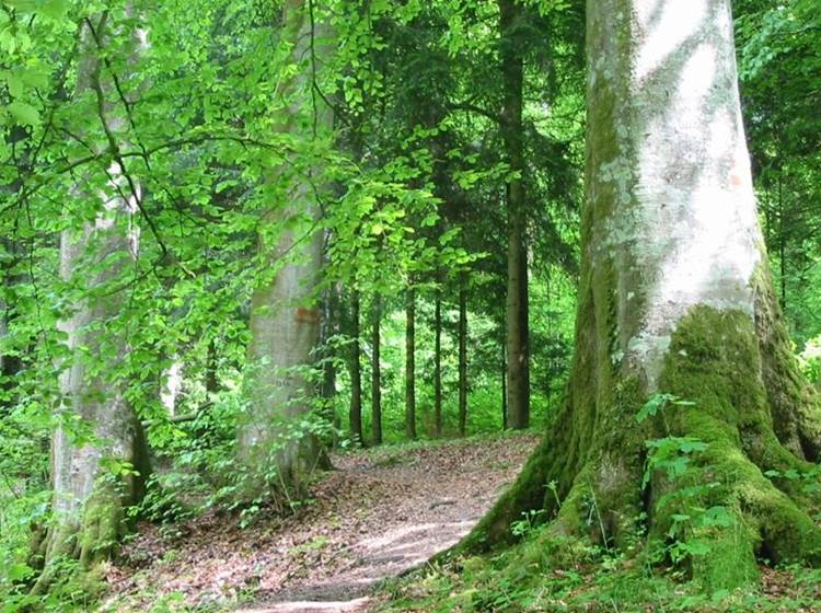 La forêt de Signy l'Abbaye, majestueuse