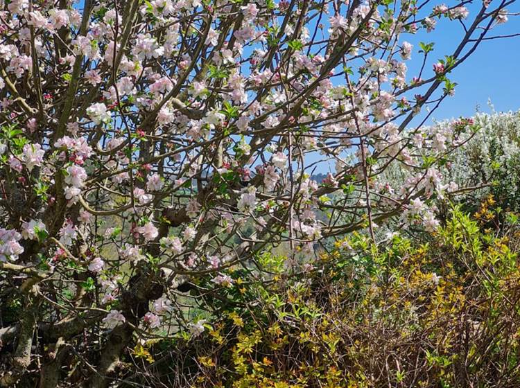 Dordogne. Le champ de l'Hoste. Printemps.