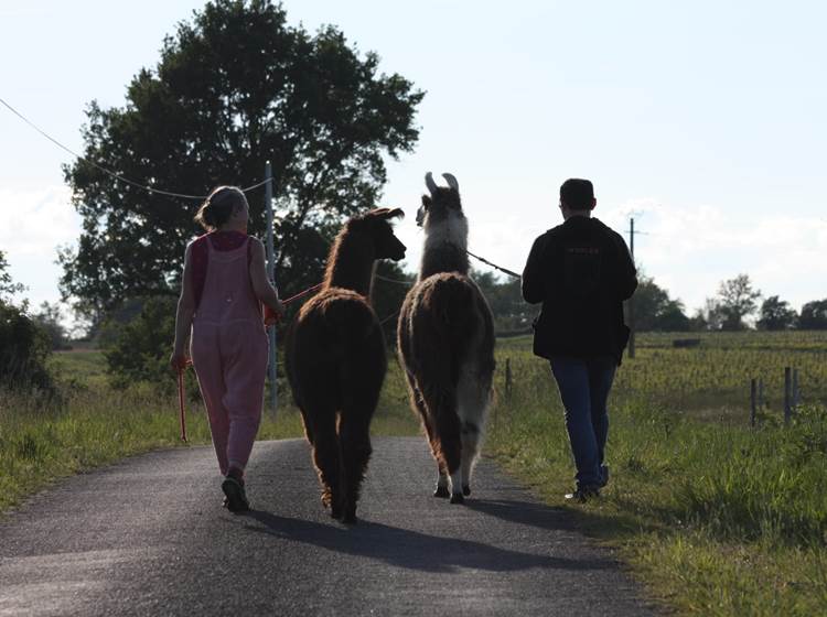 balade dégustation de vin avec les lamas