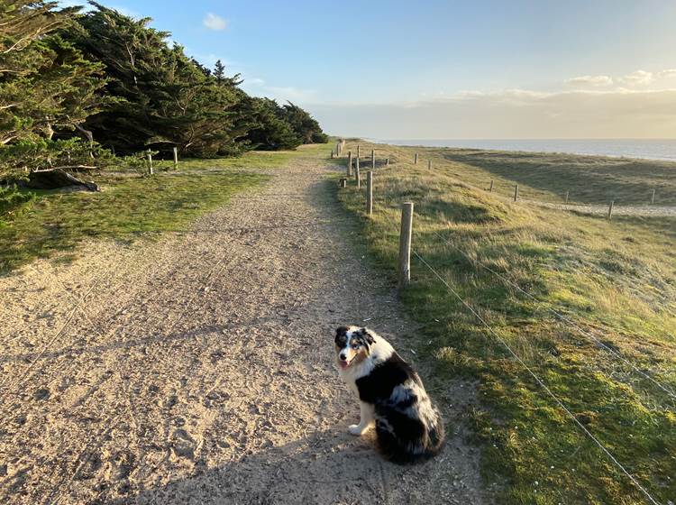 Sentier dunaire idéal pour se balader avec son chien