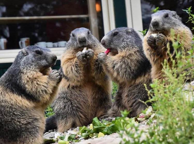 Les Marmottons - Parc animalier de Serre-Ponçon