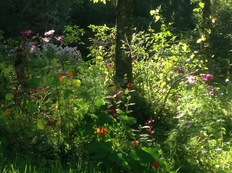 prairie fleurie pour protéger la biodiversité dans  la nature