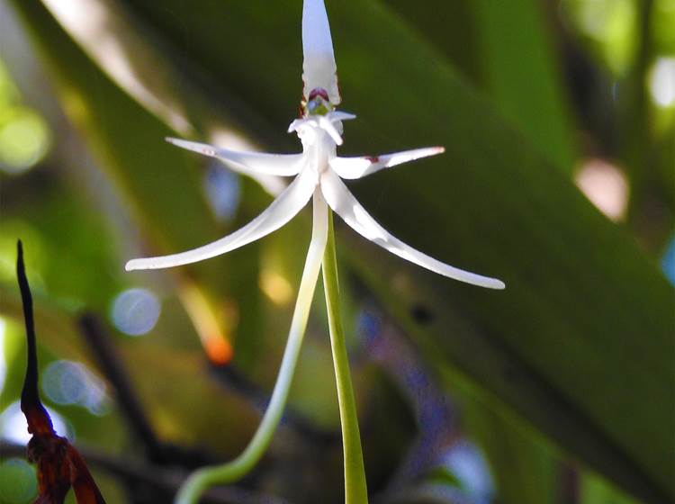 orchidée Jumellea de Peyrot