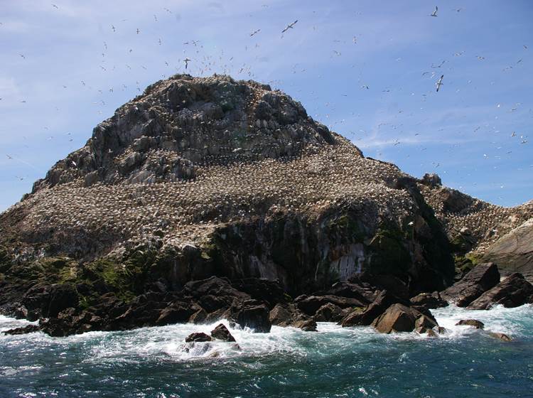 Ile Rouzic Fous de Bassans  les 7 îles par Le Colombier Bretagne
