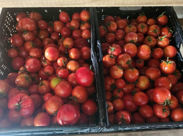 Au marché Limousin - Tomates