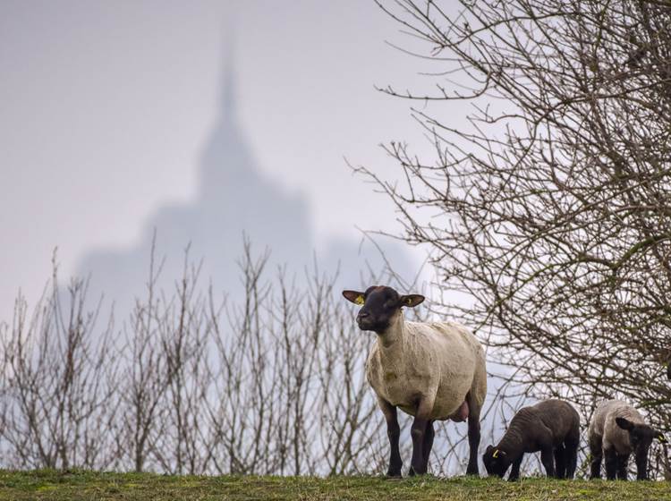 Les moutons du Mont Saint Michel