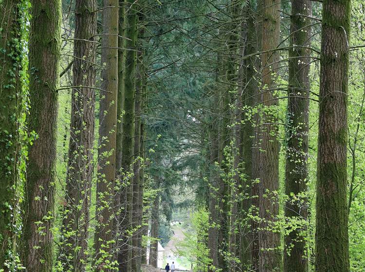 Sentier du Bois du Tay