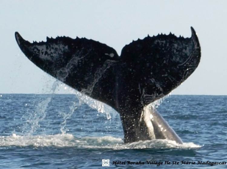 Baleine Boraha VIllage Ile Ste Marie Madagascar 34
