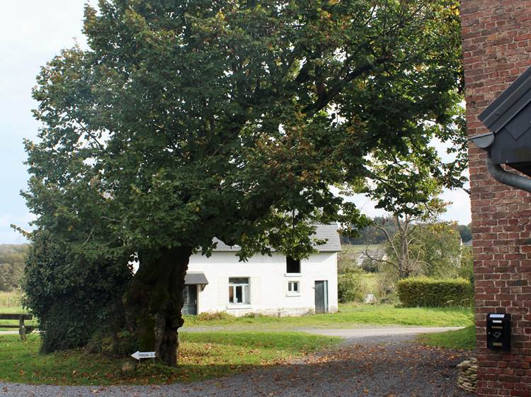 L'arbre aujourd'hui