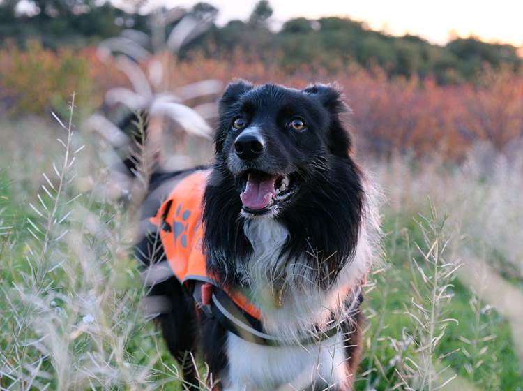 Ocho notre chien