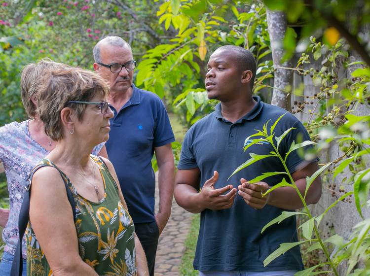 Agriculture-Guadeloupe-Koroko