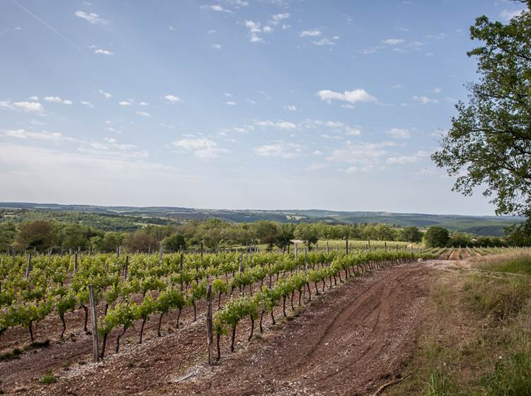 Vignes de Rocamadour