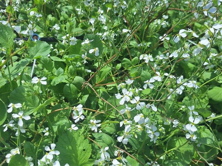 Verger et potager bio