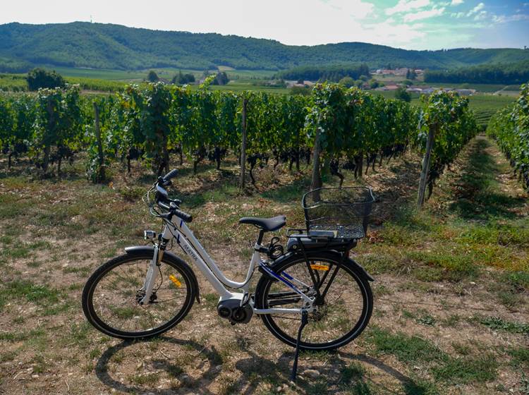 Vinocycle au Clos Triguedina Lot Tourisme - C. Seguy