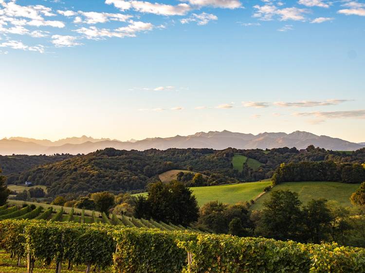 Vignoble du Jurançon