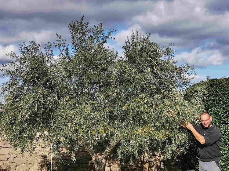 Le Coq du Nord - Mailhac récolte ses olives