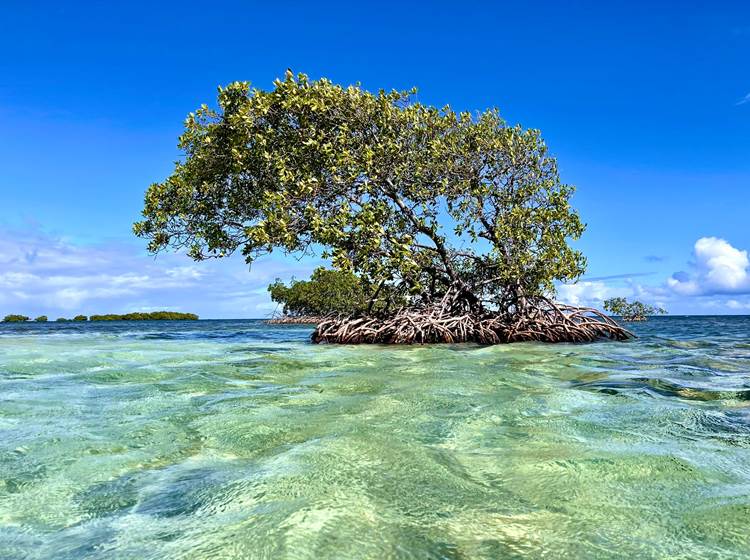 Guadeloupe-Nord-Basse-Terre-Koroko