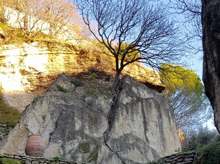 Arbre enraciné dans la roche Gordes Luberon Provence