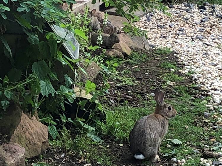 En permaculture, nous profitons des services de la nature : nos lapins sont nos tondeuses !