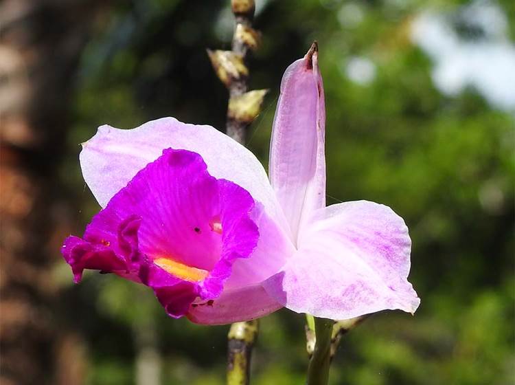 orchidée bambou arundina graminifolia -lesvillasde saintemarie