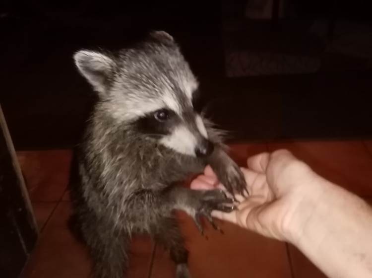 Racoon guadeloupe racoon lodge hotel