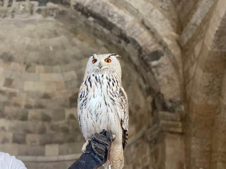 Hibou grand-duc